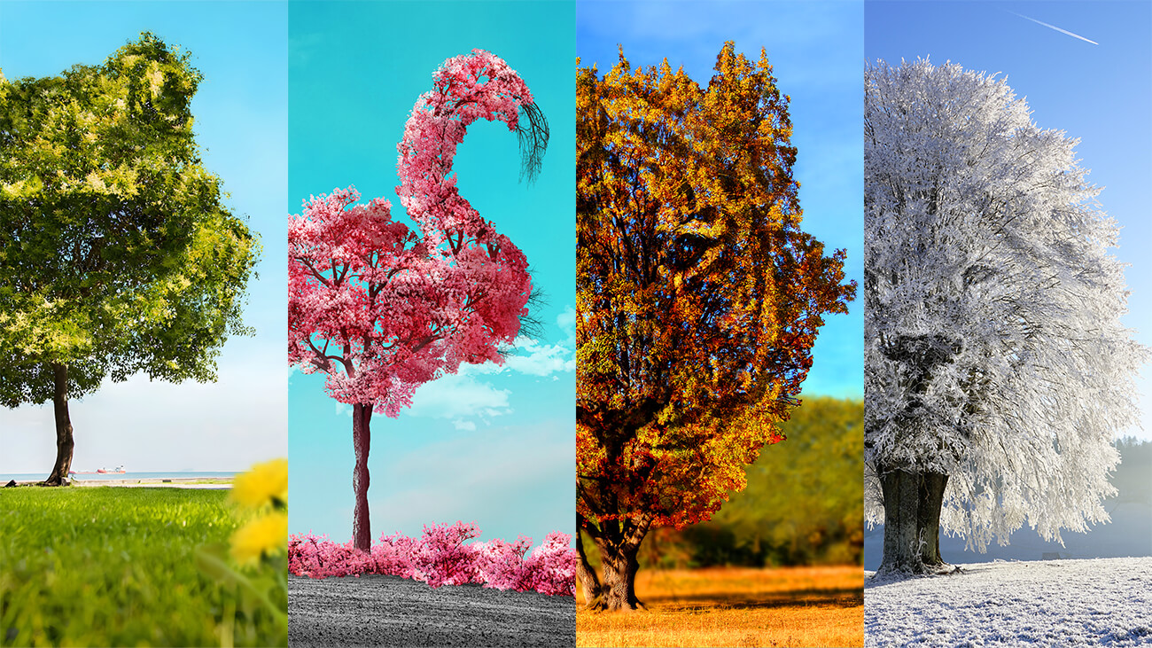 Surreal Nature Art Through the Seasons