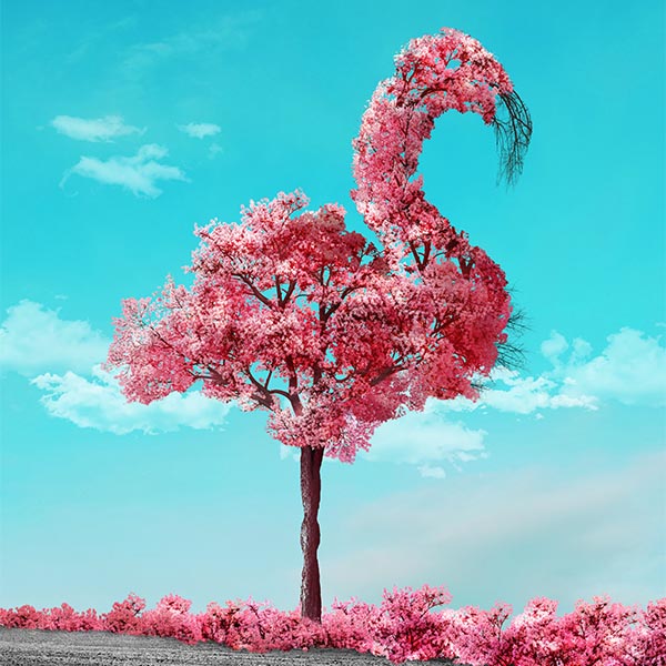 Flamingo Tree