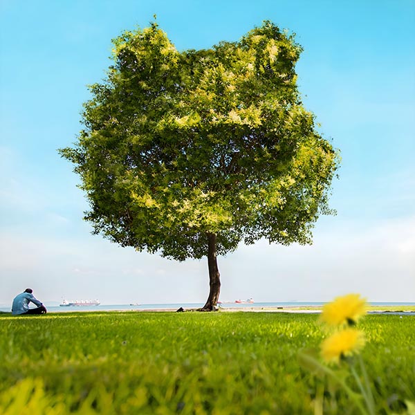Frog Tree