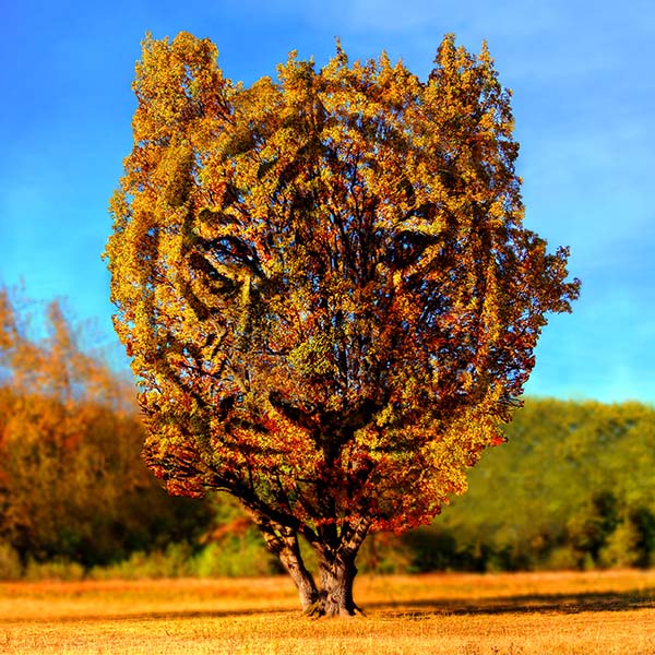 Tiger Tree